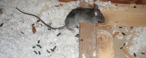 Выведение крыс