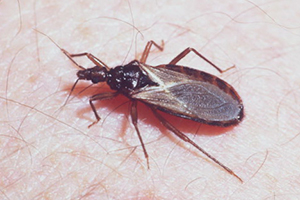 Какие болезни передают насекомые