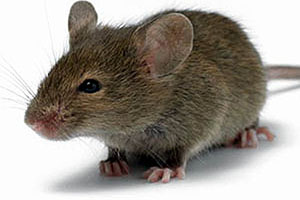 Как применять клей от мышей