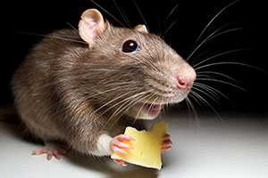 Как применять клей от мышей